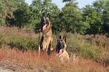 MALINOIS 010